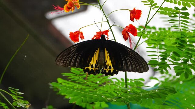 Tropical Butterfly's Paradise in Malaysia. Tropical colorful butterflies among flowering plants. Troides rhadamantus, or Golden birdwing.