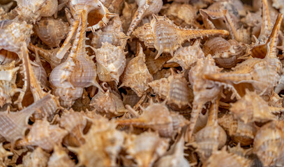 Spiky marine snail shells