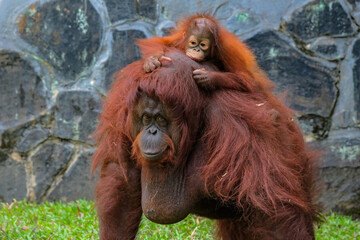 Obraz premium bornean orangutan