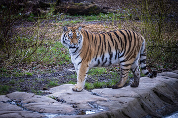 Fototapeta na wymiar Portrait of a Tiger.