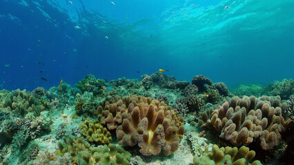 Naklejka na ściany i meble Underwater world with coral reef and tropical fishes. Travel vacation concept
