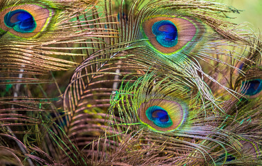 Peafowl feathers
