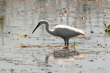 Grande Aigrette,.Ardea alba, Great Egret