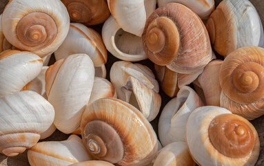 Snail shells