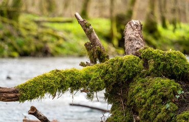 Mossy boughs