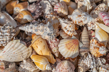 Sea shells variation
