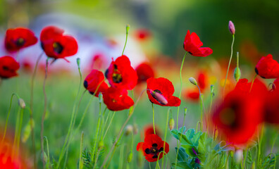 Obraz premium closeup red poppy flowers in green prairie