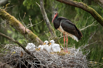 Black stork with chickens in the nest. Wildlife scene from nature. Bird Black Stork with red bill,...