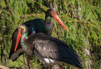 Black stork in the nest. Two adult black storks in the nest during spring. A large nest in an old natural forest. Selective focusHigh quality photo