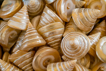 Marine snail shells