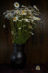 Floral still life- flower chamomile on a dark abstract background