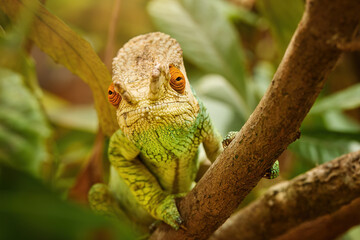 Chameleon gaze: close-up of orange coloured eyes, frontal view, portrait of a large Parson's...