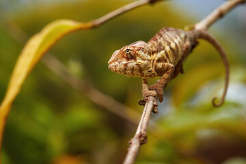 Chameleons of Madagascar: brown and white striped panther chameleon , Furcifer pardalis climbing on twig, frontal view of eye and head, blurred green background. Andasibe forest, Madagascar.