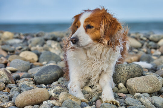 Cute dutch Kooikerhondje on a beach with stones