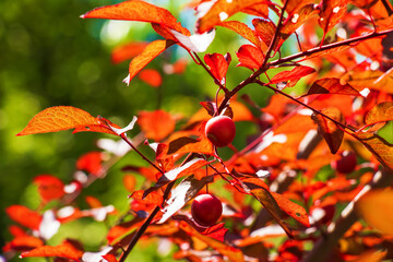 Cherry plum fruits on a tree branch, ripe fruit harvest, fruit tree. Sunset light