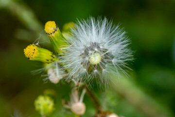 Séneçon commun au printemps
