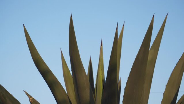 The pulque plant - Beautiful Maguey fields