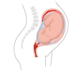 Pregnancy simulator painting illustration. basic anatomy