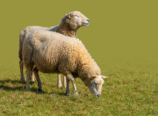 Fototapeta premium Sheep in green ambiance