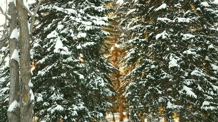 Obraz premium 4k, video, Slow camera movement along snow-covered tall fir trees covered with snow. Winter background