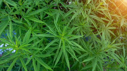 Small Cannabis Plant