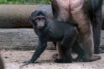 baboon sitting
