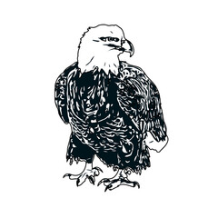 Black and white sketch of an eagle with transparent background