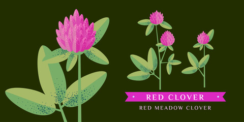 red clover vector drawing. Isolated flower and leaves. Detailed botanical sketch for tea, organic cosmetics, medicine, aromatherapy