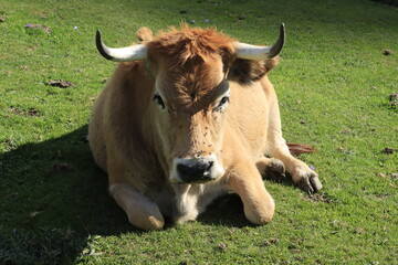 Vaca en majada de los Picos de Europa