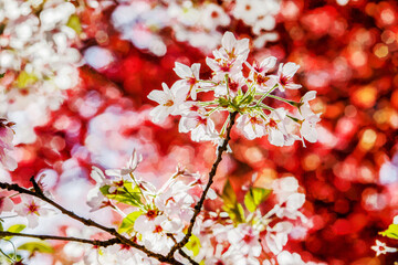 Idyllic view on  flowers of  Cherry blossoms  and   some red background( from re leaves of some...
