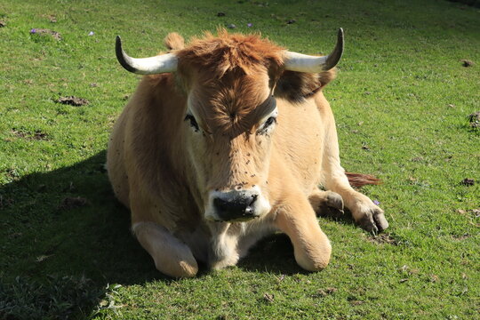 Vaca en majada de los Picos de Europa