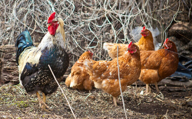 beautiful bright rooster and hens in a paddock.