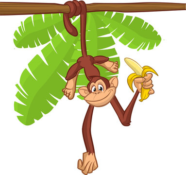 Cartoon monkey chimpanzee holding and eating banana. Vector illustration of happy monkey character design isolated