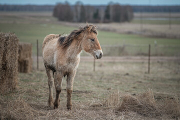 Fototapeta premium Beautiful thoroughbred horse on a farm in a cloudy spring day.