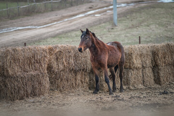 Fototapeta premium Beautiful thoroughbred horse on a farm in a cloudy spring day.