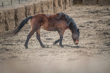 Beautiful thoroughbred horse on a farm in a cloudy spring day.