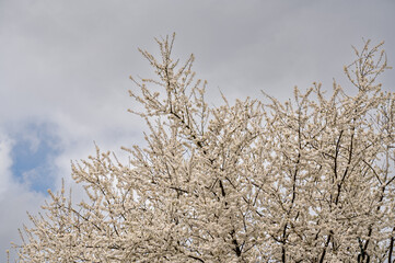 Hawthorn - aubépine
