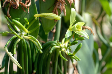 Bloom Vanilla flowers and pollinated Vanilla flower grow into a pod, formation of the pod after...