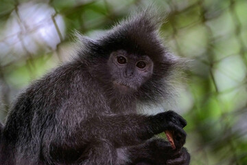 long macaque portrait