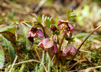 Blooming hellebore plant in early spring