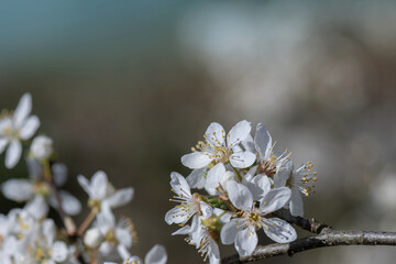 Impressionen Natur, die Blüten der Pflaume sind auf