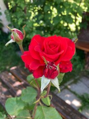 Obraz premium Red rose