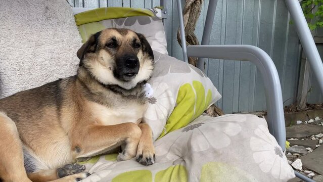 The dog is resting lying on a swing and swaying. High quality FullHD footage