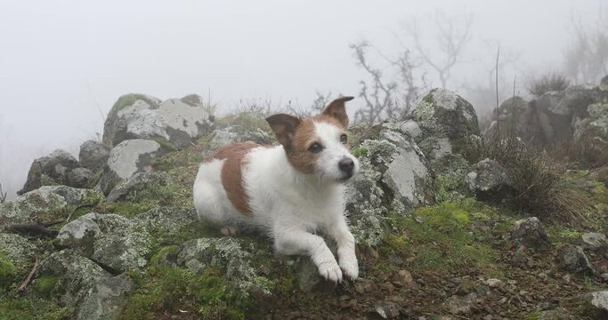 dog in a foggy forest. jack russell terrier lies on the stones. pet in the mountains. High quality 4k footage