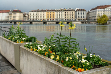 Flower beds with various blossoming plants on the shores of Lake Geneva. Spring in Geneva, Switzerland concept.