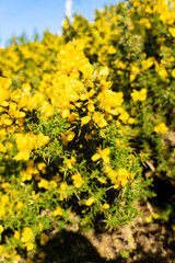 Wildflower Gorse. Irish wild  flowers of Ireland. 