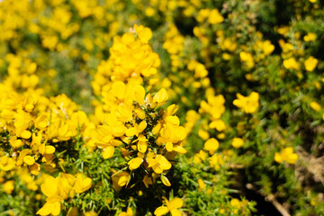 Wildflower Gorse. Irish wild  flowers of Ireland. 