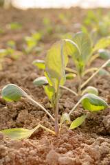 cabbage grow in a garden bed on a sunny day