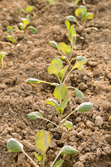 Young cabbage in a garden bed on a sunny day