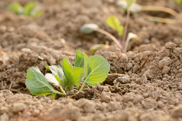 Young cabbage grow in a garden bed
